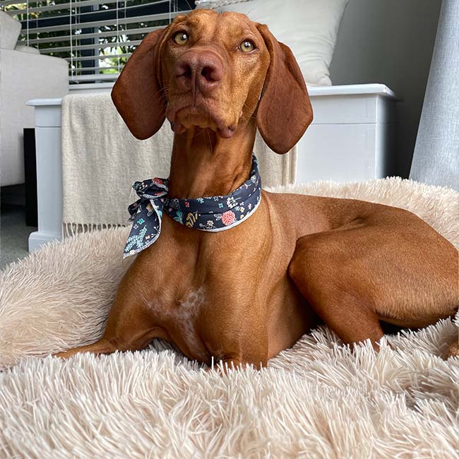 Coussin Apaisant & Hypoallergénique CalmDog