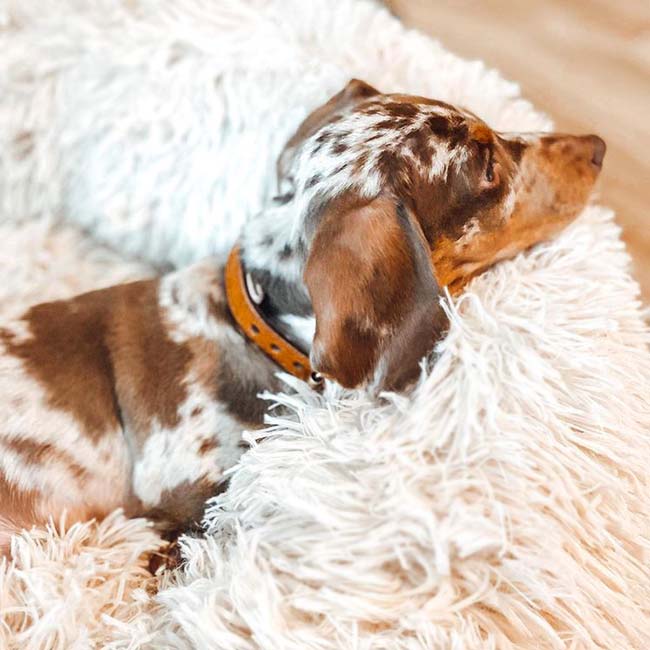 Coussin Apaisant & Hypoallergénique CalmDog