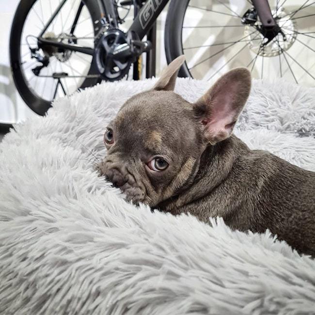 Coussin Apaisant & Hypoallergénique CalmDog