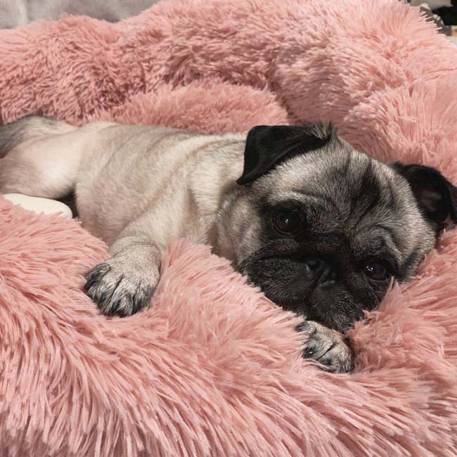 Coussin Apaisant & Hypoallergénique CalmDog