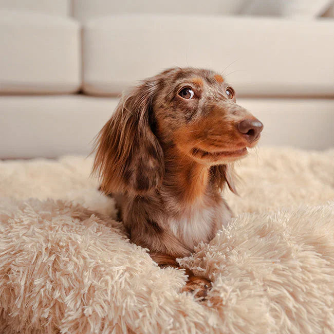 Coussin Apaisant & Hypoallergénique CalmDog