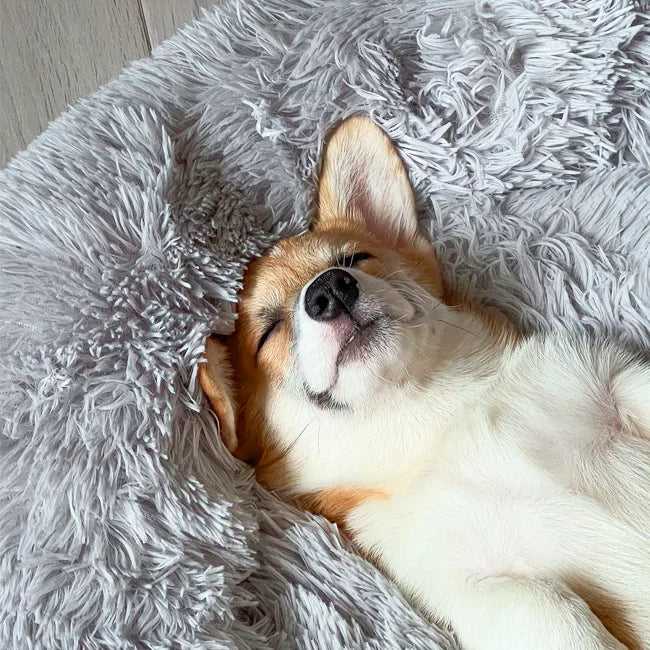 Coussin Apaisant & Hypoallergénique CalmDog