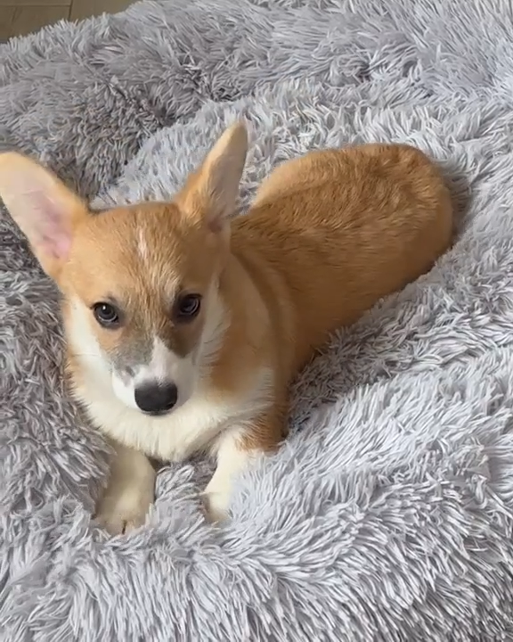 Coussin Apaisant & Hypoallergénique CalmDog